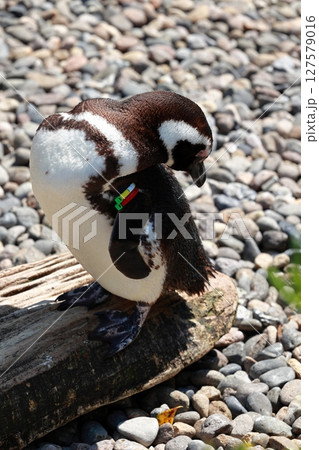 身体をよじるペンギン 127579016