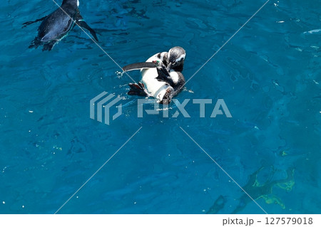 水面のペンギン 127579018
