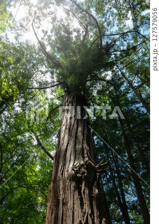そびえ立つ巨樹の森 そびえ立つ巨樹の森 127579056