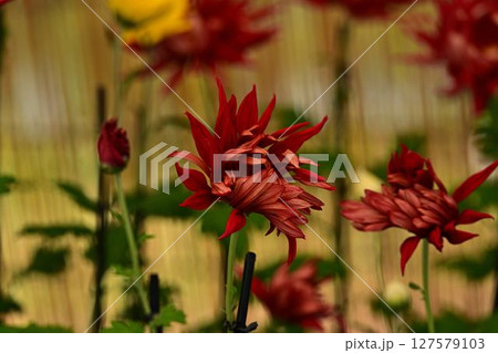 赤い花 赤い花 127579103