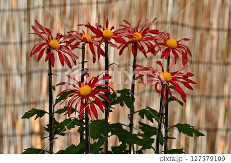 篠山の菊花展 127579109