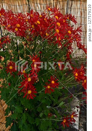 赤い花 赤い花 127579110