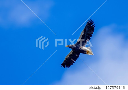 青空バックに颯爽と頭上を飛ぶオオワシ 127579146