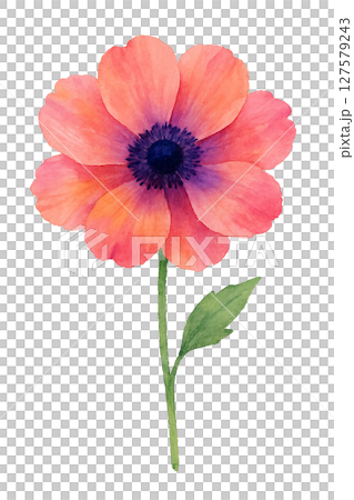 水彩銀蓮花（單朵、紅紫色、剪切 PNG） 127579243