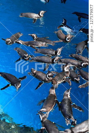 プールで泳ぐペンギン プールで泳ぐペンギン 127579977