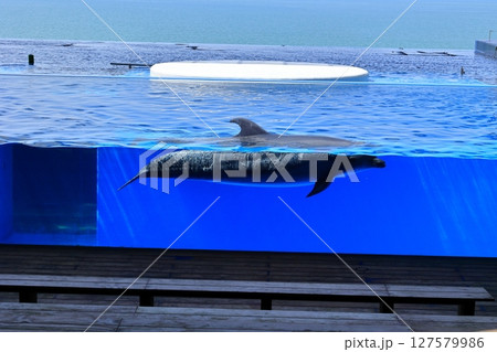 ゆっくりとプールを泳ぐイルカ 127579986