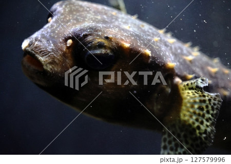 トラフグの横顔のアップ 127579996