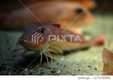 可愛い顔のホウボウ 127579999