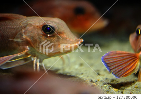 ホウボウの愛嬌のある横顔 127580000