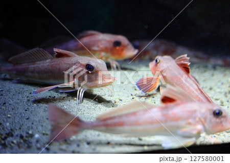 大きな目のホウボウ 127580001