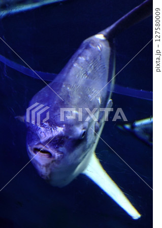 ゆっくりと泳ぐマンボウの正面 ゆっくりと泳ぐマンボウの正面 127580009