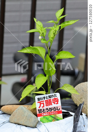 家庭菜園の万願寺唐辛子 127580010