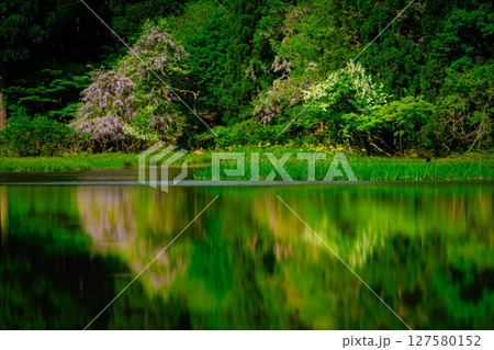 夜明けのカキツバタ 127580152