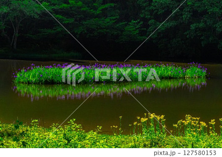 夜明けのカキツバタ 127580153