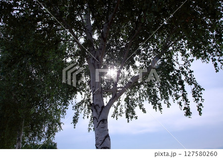 太陽の光 127580260