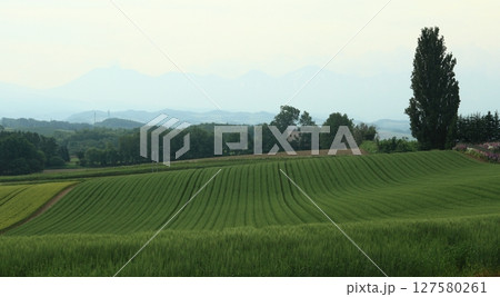 十勝岳連邦を背景にした小麦畑 十勝岳連邦を背景にした小麦畑 127580261