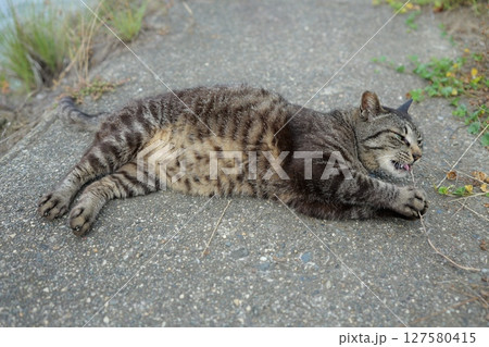 堤防で遊ぶとら猫 堤防で遊ぶとら猫 127580415