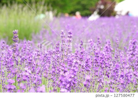 ラベンダーの花    127580477