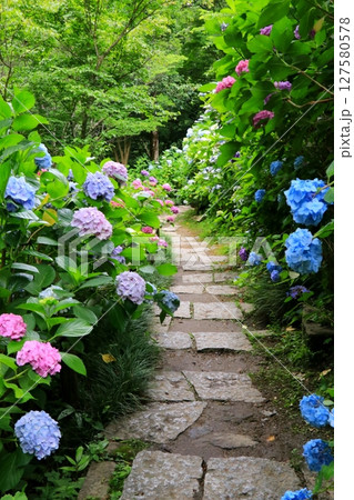 参道に咲く紫陽花 参道に咲く紫陽花 127580578