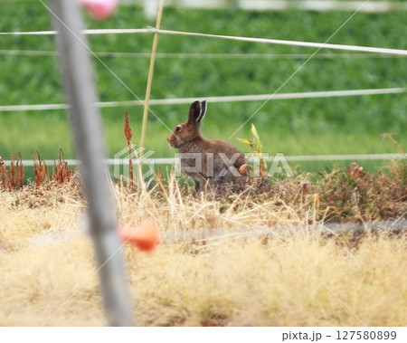 野生の野うさぎ 野生の野うさぎ 127580899