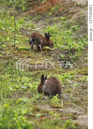 2匹の野うさぎ 127580901