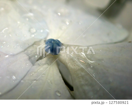 雨上がりの紫陽花のマクロ写真 127580921