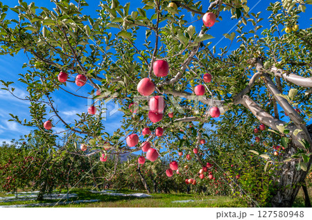 【青森県弘前市りんご】津軽の秋、りんご園は収穫中 【青森県弘前市りんご】津軽の秋、りんご園は収穫中 127580948