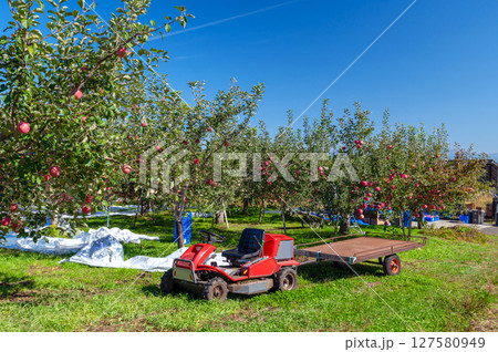 【青森県弘前市りんご】津軽の秋、りんご園は収穫中 【青森県弘前市りんご】津軽の秋、りんご園は収穫中 127580949