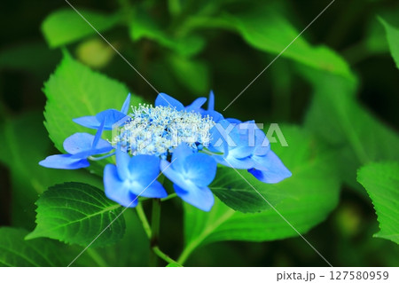 カラフルな紫陽花 127580959