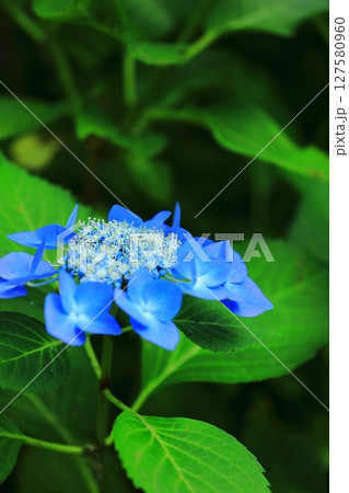 カラフルな紫陽花 カラフルな紫陽花 127580960