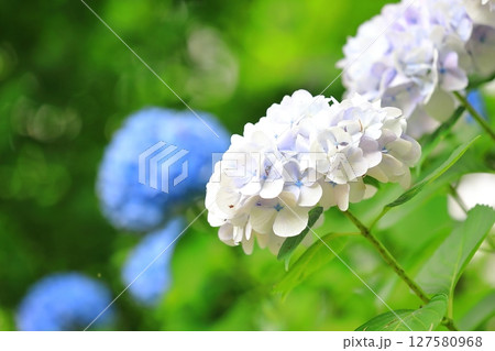 カラフルな紫陽花 127580968