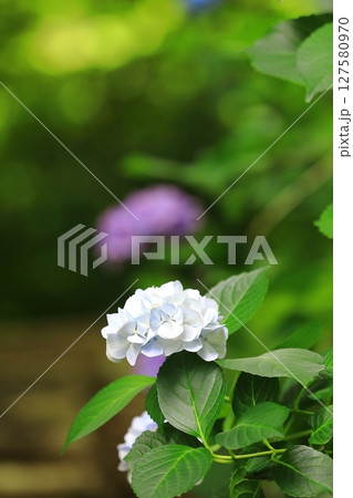 カラフルな紫陽花 カラフルな紫陽花 127580970