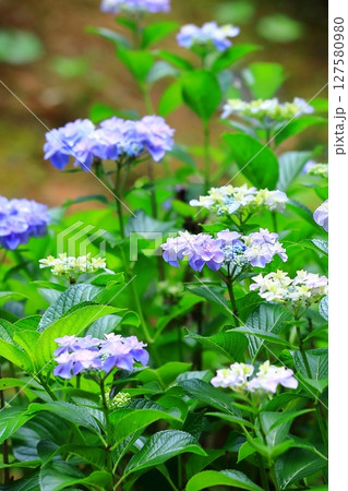 カラフルな紫陽花 127580980