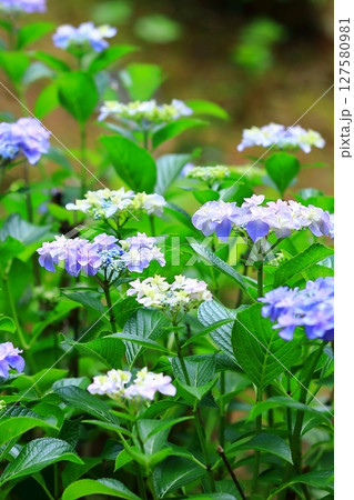 カラフルな紫陽花 カラフルな紫陽花 127580981