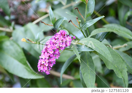 フサフジウツギ　Summer Lilac 127581120
