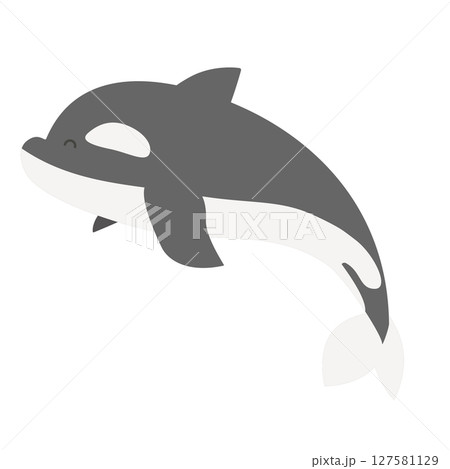 水族館モチーフにぴったりなシャチの単体素材 127581129