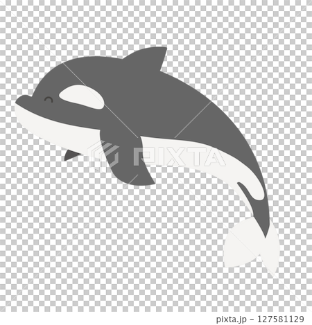 水族館モチーフにぴったりなシャチの単体素材 127581129
