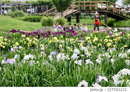 水濠佐原アヤメパーク 水濠佐原アヤメパーク 127581212