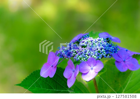 美しい額紫陽花 127581508