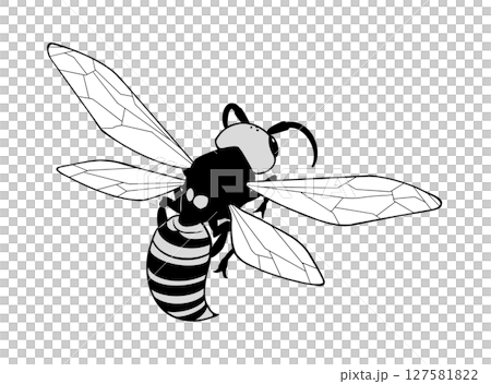 飛んでいるスズメバチの後ろ姿のモノクロイラスト 飛んでいるスズメバチの後ろ姿のモノクロイラスト 127581822