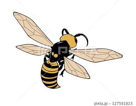 飛んでいるスズメバチの後ろ姿のイラスト 飛んでいるスズメバチの後ろ姿のイラスト 127581823