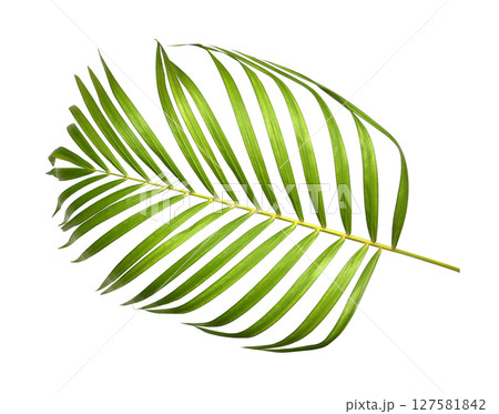 Green palm leaves isolated on white background 127581842