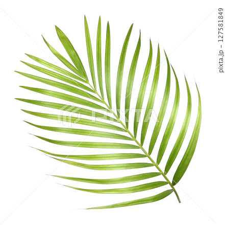 Green palm leaves isolated on white background 127581849