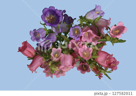 花瓶に挿したフウリンソウ 127582011