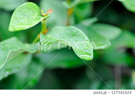 ficus pumila or climbing fig or MORACEAE and rain droplet 127582024