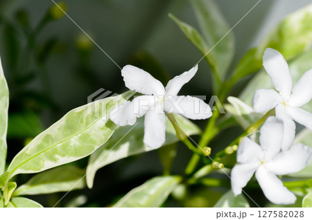 Tabernaemontana divaricata or Grandifolia or Clavel de la India or Cape jasmine, East Indian rosebay or APOCYNACEAE or  Gerdenia Crape Jasmine or Gardenia Jasminoides or Gardenia 127582028