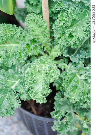 Kale , Brassicaceae or Brassica Oleracea plant Kale , Brassicaceae or Brassica Oleracea plant 127582033