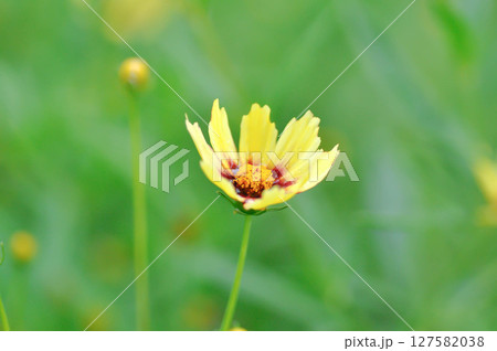 Coreopsis basalis, Asteraceae or Coreopsis or Coreopsis lanceolata or Coreopsis tinctoria Nutt or Plains Coreopsis or Plains Tickseed or yellow flower 127582038