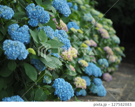 青い紫陽花 青い紫陽花 127582083