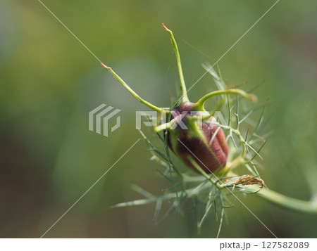 ニゲラの蕾 ニゲラの蕾 127582089